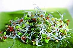graines sur salade